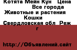 Котята Мейн Кун › Цена ­ 15 000 - Все города Животные и растения » Кошки   . Свердловская обл.,Реж г.